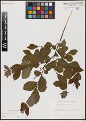 Foto von Salix aurita L.